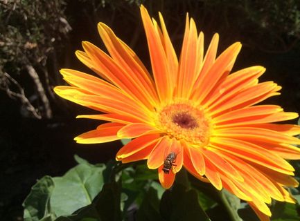 不受欢迎的访客、昆虫、苍蝇、不受欢迎的访客、昆虫、共存、入侵