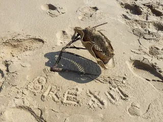 英国脱欧、稻草、帽子、沙滩、海滩、海洋、度假、海滨