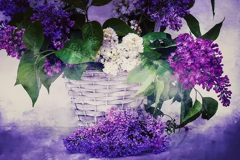 紫色,白色,花瓣花朵,花篮,质地,背景,丁香,丁香花束 紫色,白色,花瓣花朵,花篮,质地,背景,丁香,丁香花束
