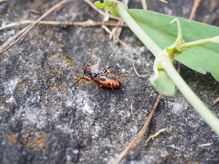 红色谋杀 bug, 昆虫, bug, rhynocoris iracundus, 黑色和红色绘制, bug 类型, raubwanze, 谋杀 bug