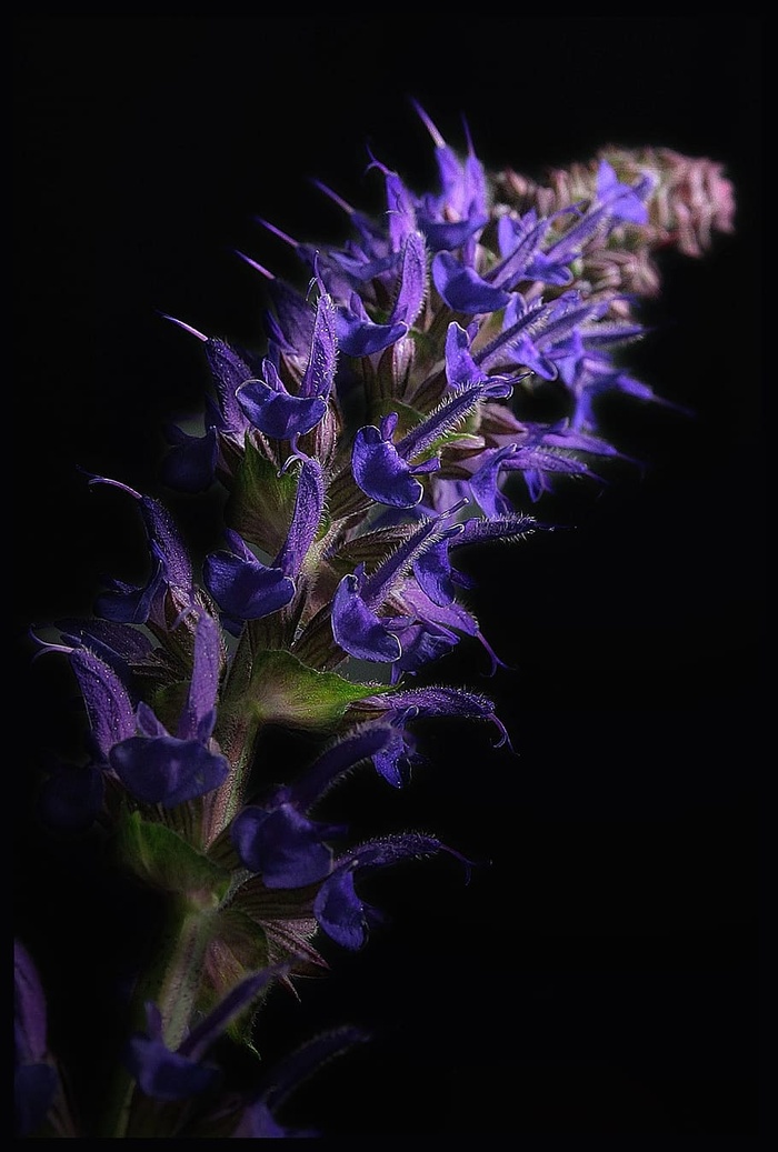 开花，开花，鼠尾草，鼠尾草，蓝色，紫色，接近，鼠尾草