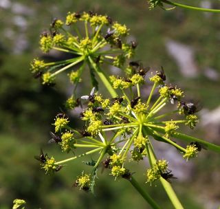 昆虫，苍蝇，苍蝇，植物上的苍蝇，比利牛斯山aneto附近的比利牛斯山，aneto，比利牛斯山，2015年7月