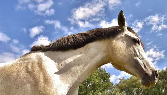 亲近，摄影，马，蓝，白，云，模，爱动物
