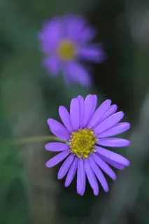 菊花,花朵,薰衣草,紫色,柔软,紫色,自然,植物 菊花,花朵,薰衣草,紫色,柔软,紫色,自然,植物