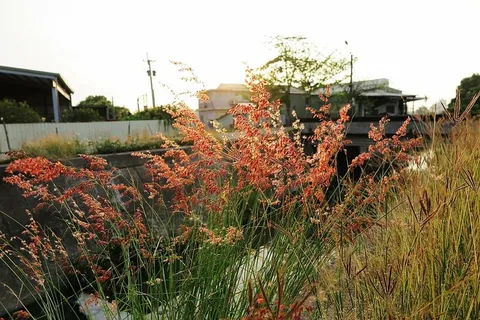 草,景观,小清新,植物,生长,天空,建筑,自然 草,景观,小清新,植物,生长,天空,建筑,自然