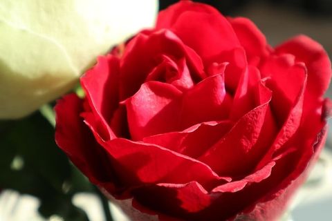 玫瑰,花,花朵,植物,花瓣,花粉,天竺葵,牡丹 玫瑰,花,花朵,植物,花瓣,花粉,天竺葵,牡丹