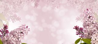 白花插画，自然，花卉，植物，季节，桌面，春天，植物