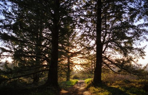 半月湾, 美国, purisima 溪红杉开放空间保护区, 户外, 日落, 松树, purisima 溪, 加利福尼亚州