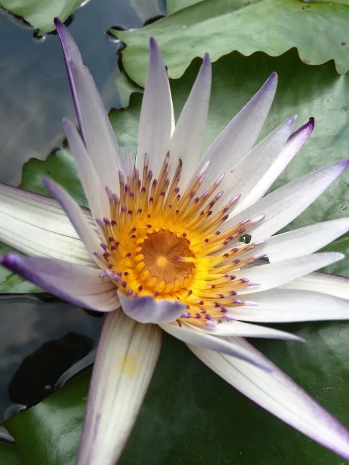 睡莲,莲花,植物,花,开花,开花植物,花瓣,大自然之美 睡莲,莲花,植物,花,开花,开花植物,花瓣,大自然之美