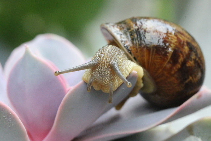 蜗牛、腹足类、贝壳、软体动物、花园、特写、野生动物、动物主题