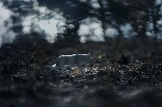 玩具、狼、玩具狼、博克、黑暗、酷、动物、动物主题