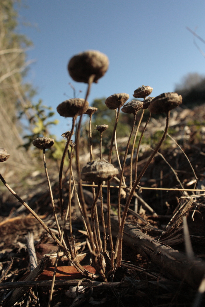 南非、西开普省、greenpop、树木、蘑菇、花卉、grow、gress