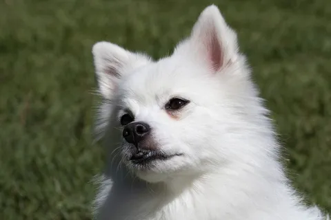 spitz,狗伴侣,宠物,狗,共识,宠物狗,凝视,可爱 spitz,狗伴侣,宠物,狗,共识,宠物狗,凝视,可爱