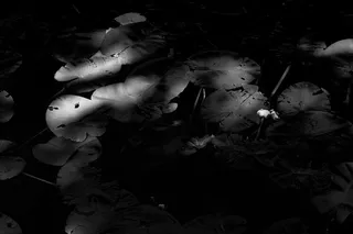 美国，斯托宁顿，神秘海港，格雷，池塘，湖泊，睡莲园，水