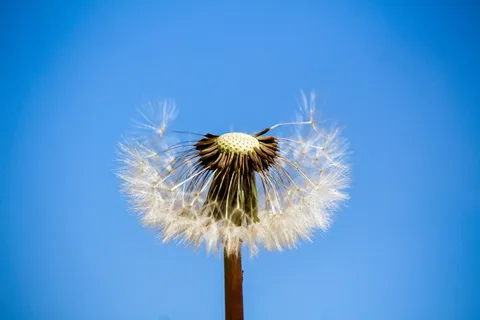 蒲公英,绒毛,天空,夏天,自然,蓝色,植物,新鲜 蒲公英,绒毛,天空,夏天,自然,蓝色,植物,新鲜