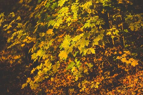 树叶，秋天，秋天，自然，植物，落叶，黄色，植物