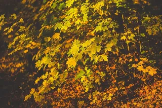 树叶，秋天，秋天，自然，植物，落叶，黄色，植物