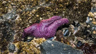 海洋、贝壳、贻贝、海星、紫色、海星，温哥华岛，固体