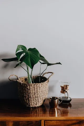 Chemex金杯咖啡机