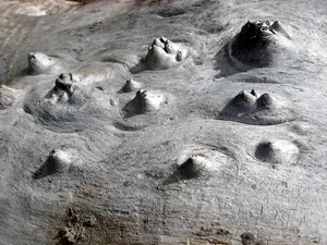 树，树桩，战败，残存，山水，岁月，无人，自然