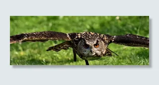 聚焦照片，黑色，棕色，猫头鹰，鸟，羽毛，鹰猫头鹰，动物