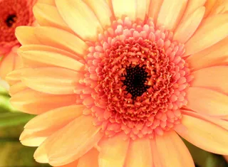 花朵，花朵，橙色，花朵，红色，宏观，非洲菊，自然