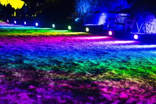 澳大利亚，悉尼，皇家植物园，颜色，聚光灯，草地，彩虹，夜晚