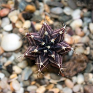 仙人掌，肉质，植物，倒钩，肉质，植物，收藏，异国情调，爱好