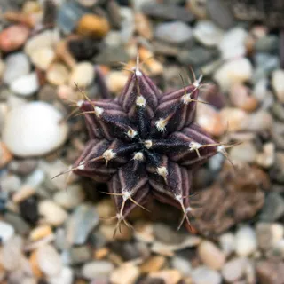 仙人掌，肉质，植物，倒钩，肉质，植物，收藏，异国情调，爱好