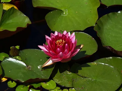睡莲,水,睡莲,花,叶,植物部分,湖,植物 睡莲,水,睡莲,花,叶,植物部分,湖,植物