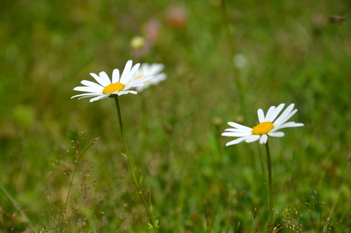 花卉，关键词fotomontáž，草地，夏季，开花，天然，白花，开花