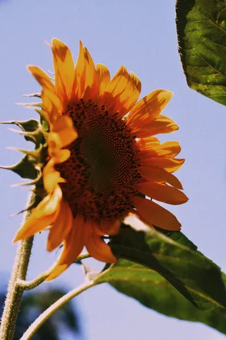 向日葵特写摄影