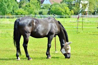 马, 飞帽, 飞帽, 保护, 飞, 鞍马, 头飞保护, 昆虫保护