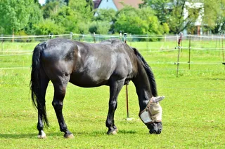 马, 飞帽, 飞帽, 保护, 飞, 鞍马, 头飞保护, 昆虫保护