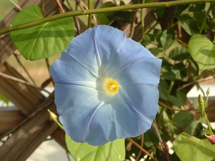 晨曦、荣耀、花朵、植物、盛开、春天、夏天、户外 晨曦、荣耀、花朵、植物、盛开、春天、夏天、户外