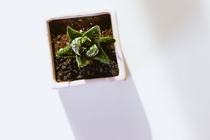 白盆上的绿色多汁植物
