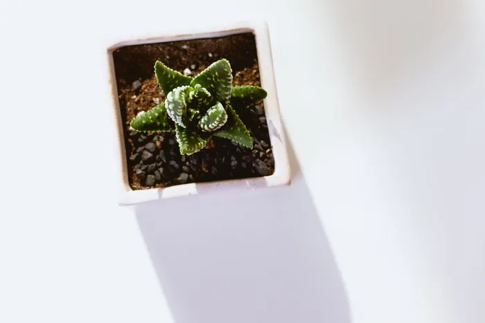 白盆上的绿色多汁植物