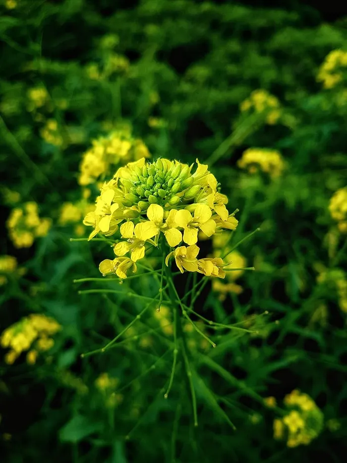 花，花瓣，茎，豆荚，芽，花，开花植物，自然之美