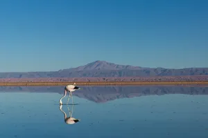 白色、鸟、身体、水、动物、山脉、天空、风景
