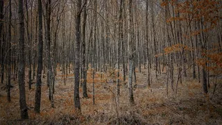 森林，树木，自然，景观，树枝，森林路径，森林，树木