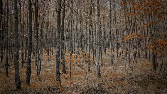森林,树木,自然,景观,树枝,森林路径,森林,树木 森林,树木,自然,景观,树枝,森林路径,森林,树木