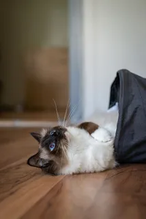 袋装喜马拉雅猫 袋装喜马拉雅猫