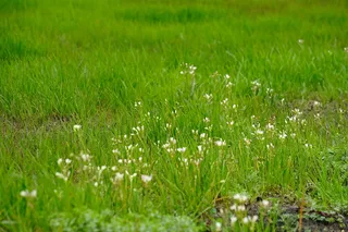 草，植物，草坪，植被，美国，蒙哥马利，自然，田野