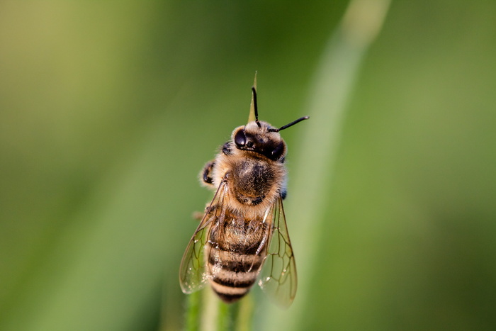 微距摄影、米色、蜜蜂、穿孔、植物、气垫蝇、粪蝇、食蚜蝇科