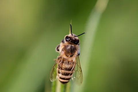 微距摄影、米色、蜜蜂、穿孔、植物、气垫蝇、粪蝇、食蚜蝇科 微距摄影、米色、蜜蜂、穿孔、植物、气垫蝇、粪蝇、食蚜蝇科