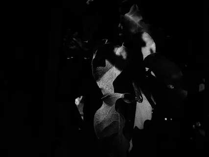 美国，洛杉矶，小东京，自然，树叶，光，影，黑白