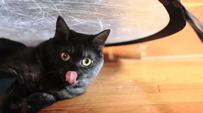棕色木地板旁的黑猫