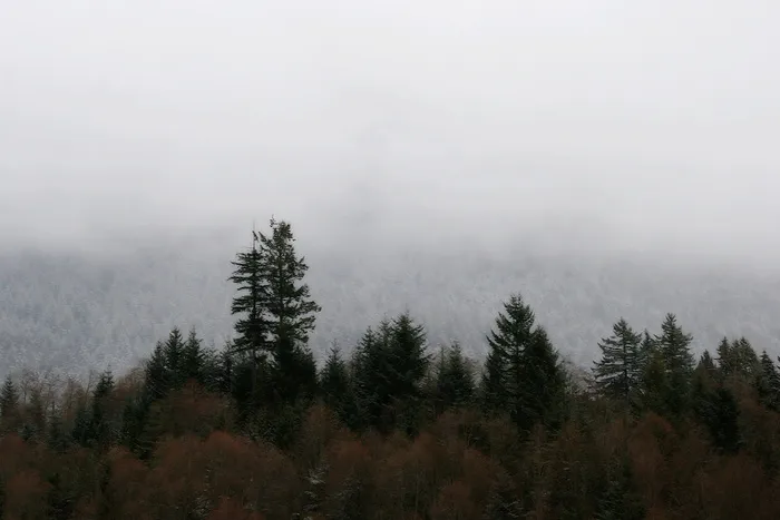 神秘，灰色，空灵，树线，自然，山，雾，雾