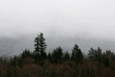 神秘，灰色，空灵，树线，自然，山，雾，雾