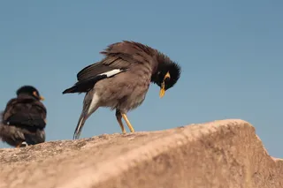 八哥，鸟，黄喙，情侣，永远在一起，自然，喙，黄